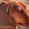 Perro salchicha a contraluz y con los ojos cerrados.