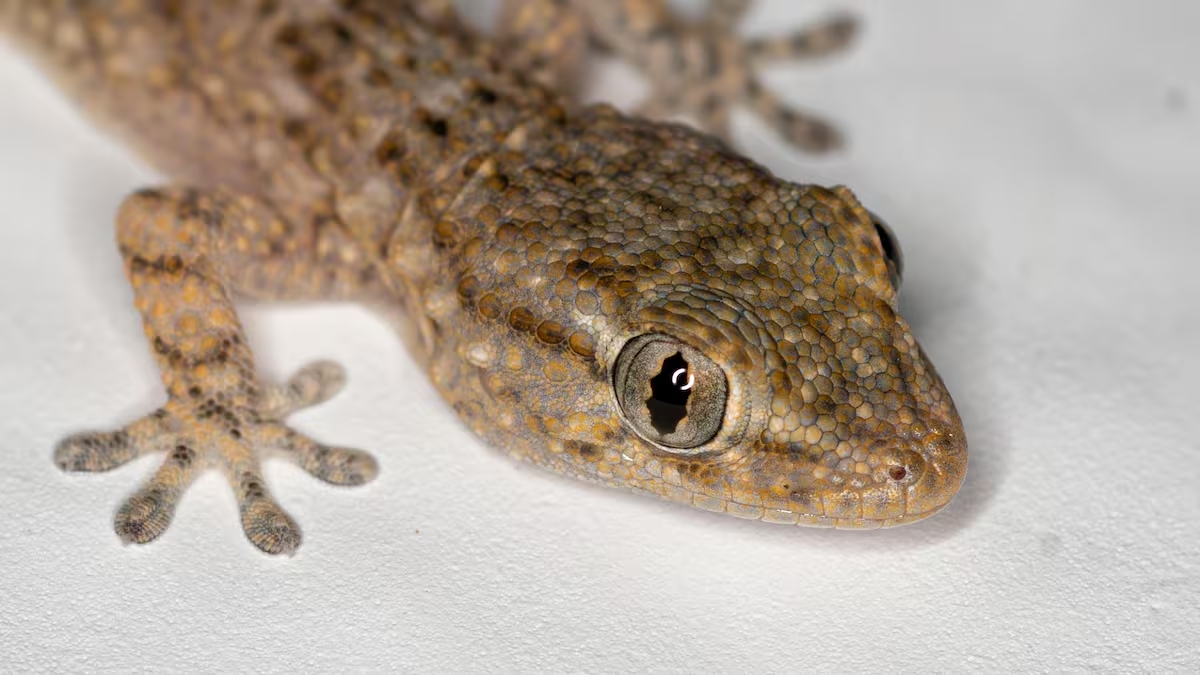 Si mudas una lagartija del sur al norte, esta se reproduce, al igual que los huevecillos nacen de forma natural.