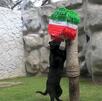El jaguar T'Challa predice triunfo de México vs Ecuador en el partido de 16vos de Final del Mundial 2026.