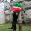 El jaguar T'Challa predice triunfo de México vs Ecuador en el partido de 16vos de Final del Mundial 2026.