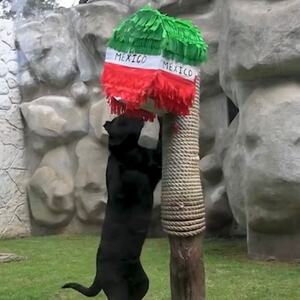 El jaguar T'Challa predice triunfo de México vs Ecuador en el partido de 16vos de Final del Mundial 2026.