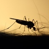 Mosquito sobre la piel de una persona