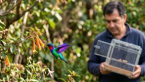 Los colibríes son una especie protegida y cualquier acción que dañe a la dañe a la especie es penalizada.