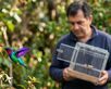 Los colibríes son una especie protegida y cualquier acción que dañe a la dañe a la especie es penalizada.