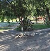 Se observa un parque, con una cintilla de precaución y unos matorrales.