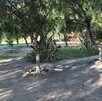 Se observa un parque, con una cintilla de precaución y unos matorrales.