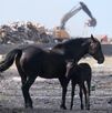 Ola de calor en los Balcanes: Crisis de bienestar animal.