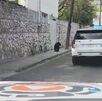 oso en San Pedro Garza García localizado por Protección civil