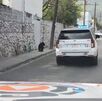 oso en San Pedro Garza García localizado por Protección civil