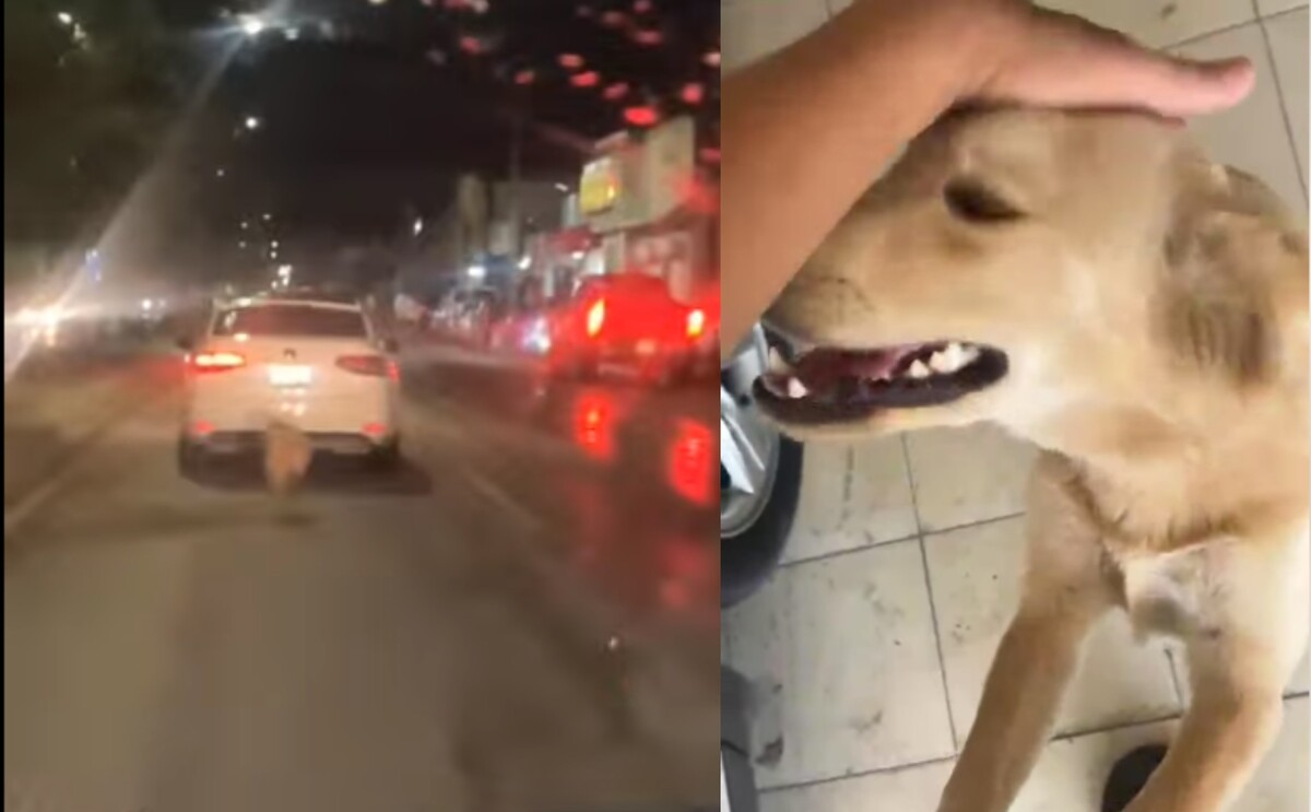 Perrito que fue abandonado por sus dueños durante fuerte lluvia en Torreón.