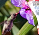 Los colibríes son aves que su vista puede ser más recurrente si realizas bebederos de forma casera y sencilla .