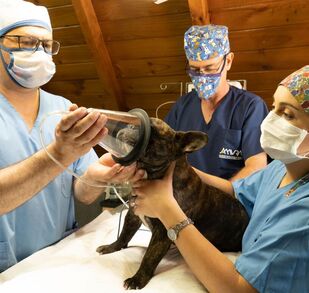 Los animales serán resguardados durante aproximadamente una semana, mientras concluye su recuperación tras la cirugía