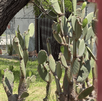 Un hombre en situación de calle fue encontrado sin vida en un parque de la colonia Moderna, en el municipio de Monterrey.