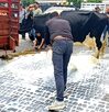 Hombre tirando leche en el centro de Xalapa.