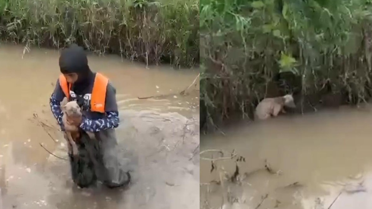 Personal del ayuntamiento de Tlajomulco de Zúñiga realizando protocolo de auxilio y rescate animal.