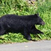 Oso negro saliendo de un matorral y corriendo hacia una carretera en Japón