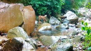 Una hembra puma y su cría fueron registradas en el Pico de Tancítaro, Michoacán. El hallazgo confirma el éxito de la conservación forestal indígena.