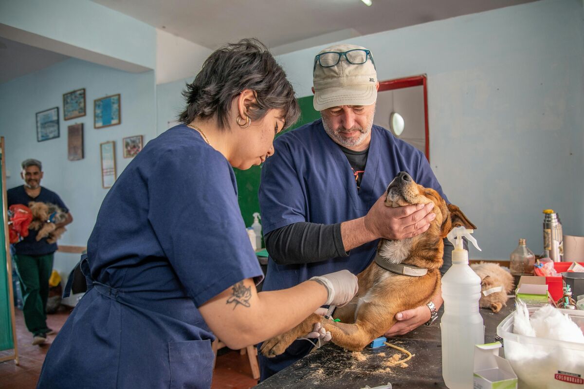 médicos veterinarios especializados, quienes realizarán hasta 30 esterilizaciones por jornada, además de aplicar vacunas antirrábicas y otros tratamientos