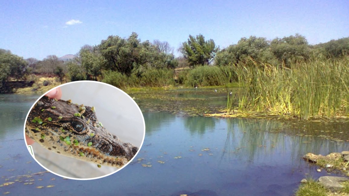 Vista de un pantano con plantas alrededor y la imagen en la esquina inferior izquierda de un cocodrilo de Morelet en un círculo