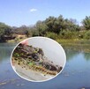 Vista de un pantano con plantas alrededor y la imagen en la esquina inferior izquierda de un cocodrilo de Morelet en un círculo
