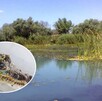 Vista de un pantano con plantas alrededor y la imagen en la esquina inferior izquierda de un cocodrilo de Morelet en un círculo