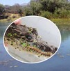 Vista de un pantano con plantas alrededor y la imagen en la esquina inferior izquierda de un cocodrilo de Morelet en un círculo