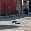 Operativo en Guadalupe