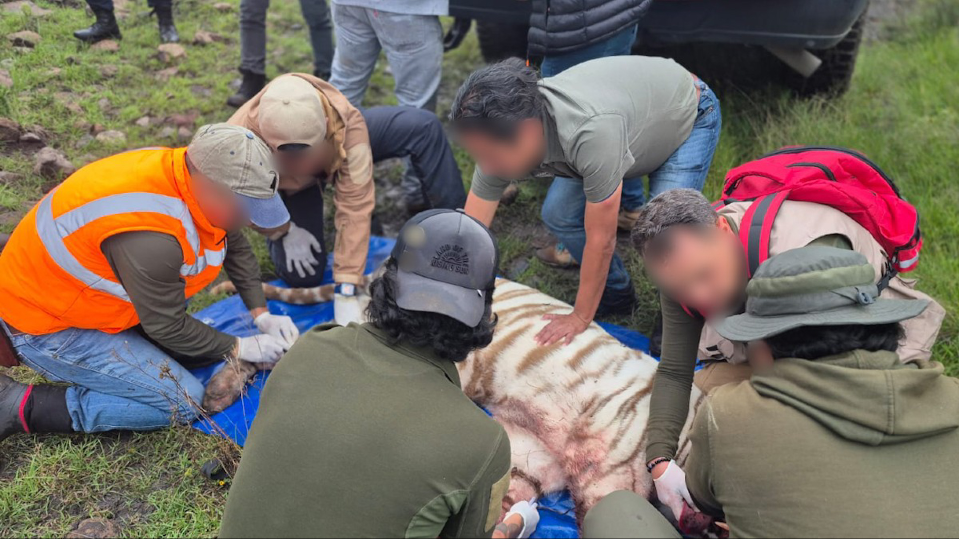 Kenzo, tigre de bengala blanco, fue localizado tras 5 días en Tepetlauxtoc. Capturado por especialistas, murió durante el traslado al santuario.