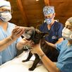 Los animales serán resguardados durante aproximadamente una semana, mientras concluye su recuperación tras la cirugía