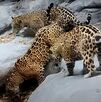Hembra jaguar junto a sus crías fotografiada en la Sierra Gorda de Guanajuato.
