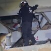 Binomios K9 de Protección Civil Santa Catarina localizaron a un hombre atrapado entre los escombros de un edificio colapsado en Venezuela.