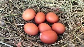 Una foto de los huevos rojos que producen el grupo de mujeres de la Sierra de Amula