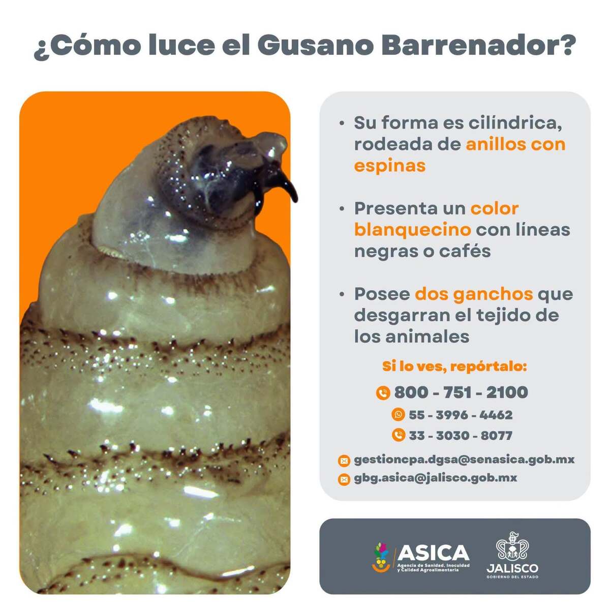 Gusano Barrenador Jalisco | Así luce y cómo reportar