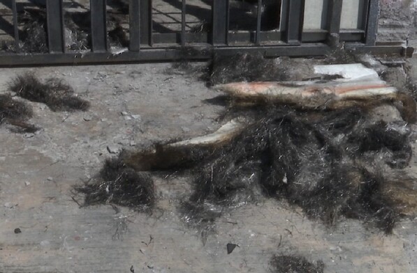 Destrozan y saquean vivienda en Saltillo tras denuncias de maltrato animal contra León “N”. Propietarios piden detener el vandalismo.
