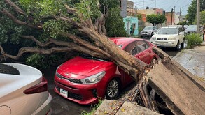 Una fuerte tormenta inundó la Zona Metropolitana de Guadalajara, dejando más de 200 autos varados, calles colapsadas y árboles caídos en Tlaquepaque y Zapopan.