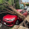 Una fuerte tormenta inundó la Zona Metropolitana de Guadalajara, dejando más de 200 autos varados, calles colapsadas y árboles caídos en Tlaquepaque y Zapopan.