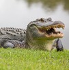 Una mujer murió tras ser atacada por un caimán mientras nadaba en un río de Florida; autoridades investigan cuál reptil fue responsable del fatal incidente.