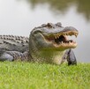Una mujer murió tras ser atacada por un caimán mientras nadaba en un río de Florida; autoridades investigan cuál reptil fue responsable del fatal incidente.