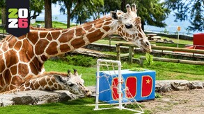 Jirafa adulta y una jirafa bebé comiendo hojas al lado de una mini portería en el Zoológico de Guadalajara