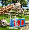 Jirafa adulta y una jirafa bebé comiendo hojas al lado de una mini portería en el Zoológico de Guadalajara