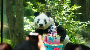 Xin Xin es el único panda gigante en América Latina que no pertenece al gobierno chino | @SEDEMA_CDMX