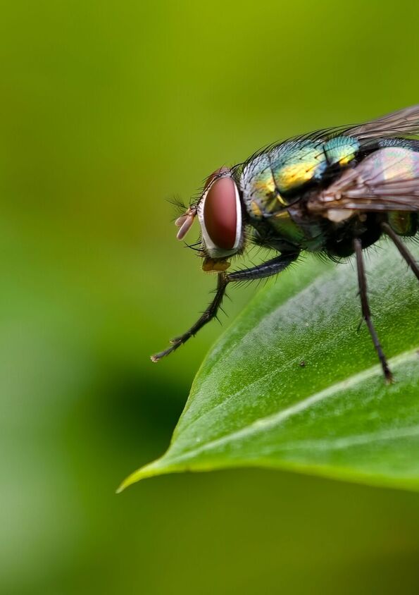 Son alimento para pájaros, los murciélagos, las ranas, libélulas y otros insectos beneficiosos que ayudan a mantener a raya a las demás plagas.