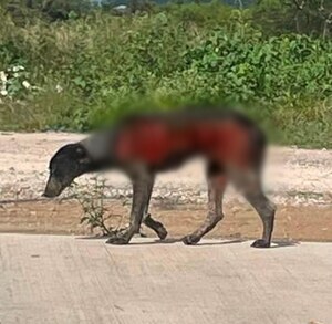 Perro callejero con heridas por quemadura en el cuerpo.
