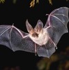 Murciélago captado volando en medio de la noche con las alas extendidas y unas ramas alrededor