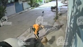 Jauría de perros corretea y ataca a vecinos de Ecatepec.