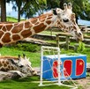 Jirafa adulta y una jirafa bebé comiendo hojas al lado de una mini portería en el Zoológico de Guadalajara