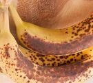 Abono de banana y café: beneficios y cómo prepararlo