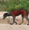Perro callejero con heridas por quemadura en el cuerpo.