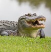 Una mujer murió tras ser atacada por un caimán mientras nadaba en un río de Florida; autoridades investigan cuál reptil fue responsable del fatal incidente.