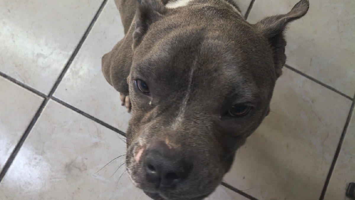 Autoridades confirmaron que ya existe una persona en adoptar a 'Chaparrita'.